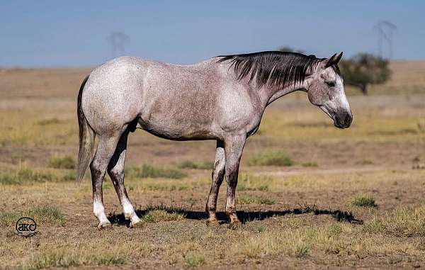 athletic-quarter-horse