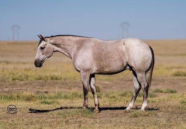 calf-roping-quarter-horse