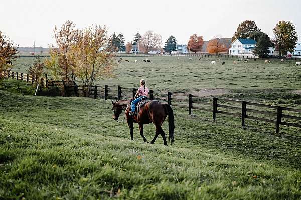 beginner-quarter-horse