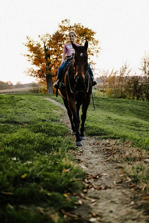 flashy-quarter-horse