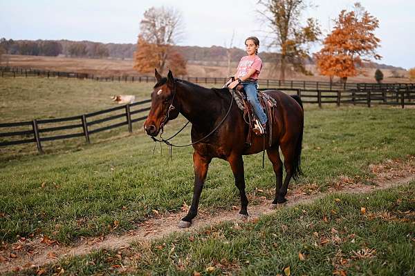 kid-safe-quarter-horse