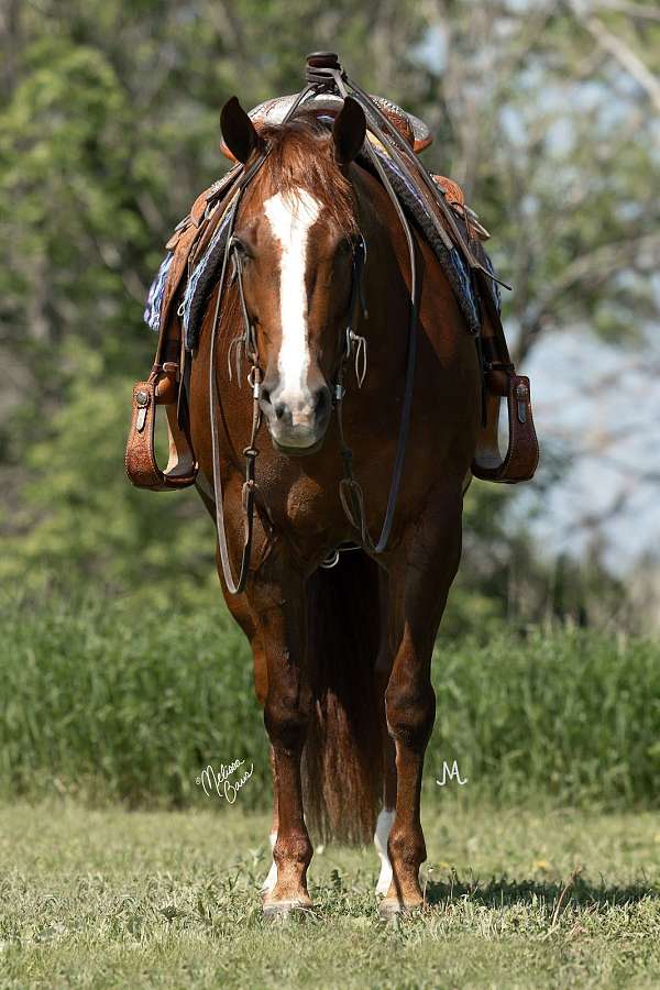 performance-quarter-pony