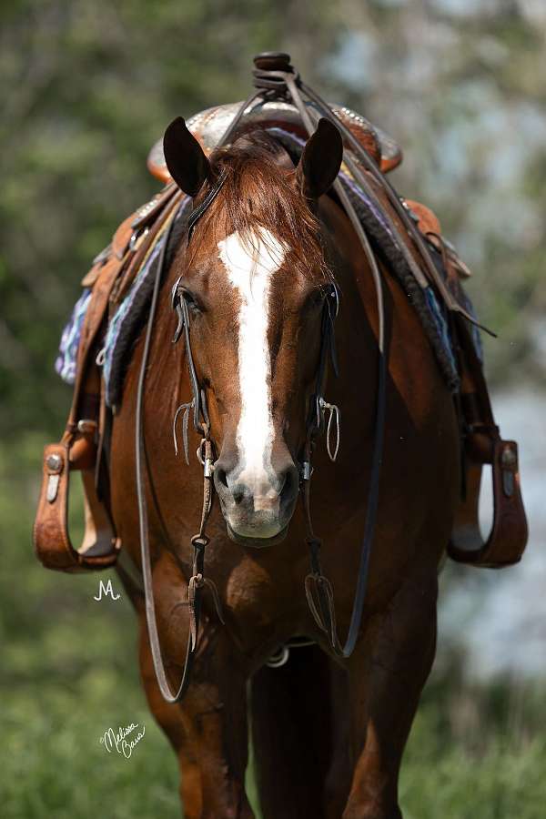 ranch-versatility-quarter-pony