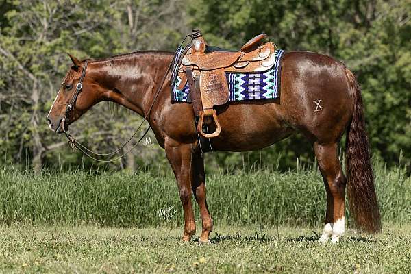 ranch-work-quarter-pony