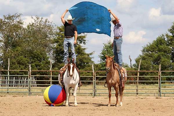 calf-roping-quarter-horse