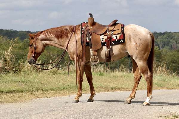 athletic-quarter-horse