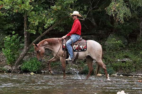 performance-quarter-horse