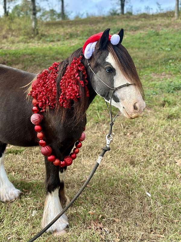 all-around-gypsy-vanner-pony