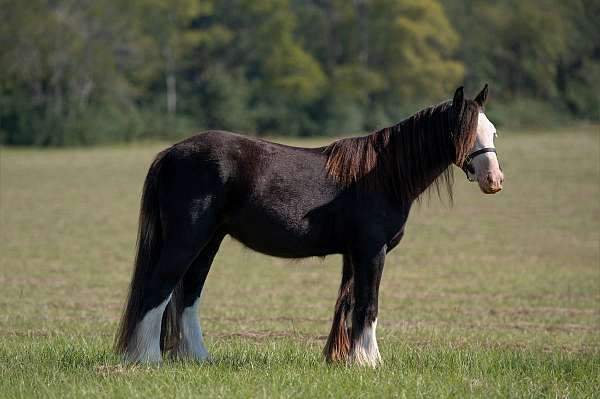 athletic-gypsy-vanner-pony