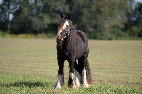 beginner-gypsy-vanner-pony