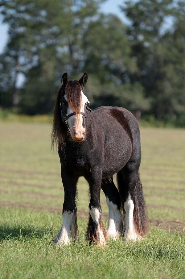 companion-gypsy-vanner-pony