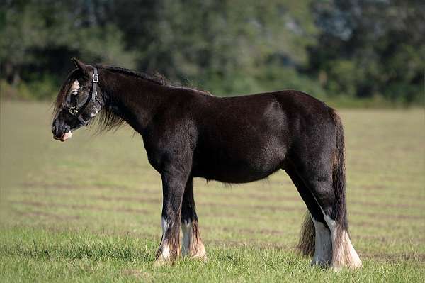 parade-gypsy-vanner-pony