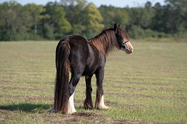 black-gypsy-vanner-gelding