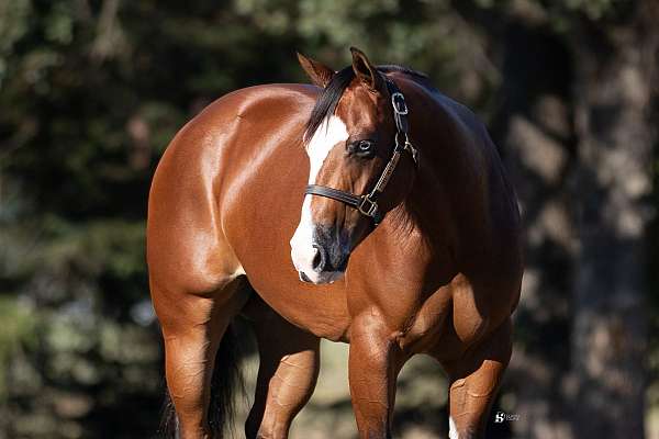 breeding-quarter-horse