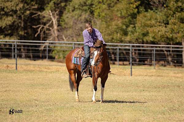 athletic-quarter-horse