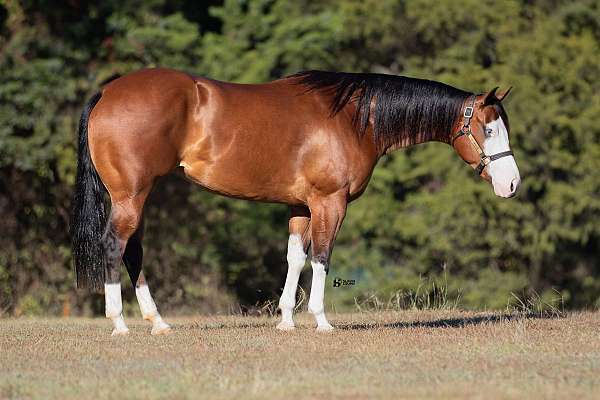 husband-safe-quarter-horse