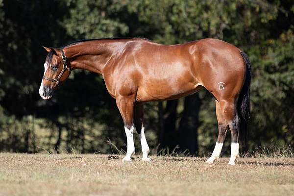 ranch-versatility-quarter-horse