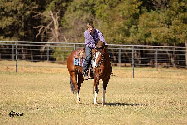 reining-quarter-horse