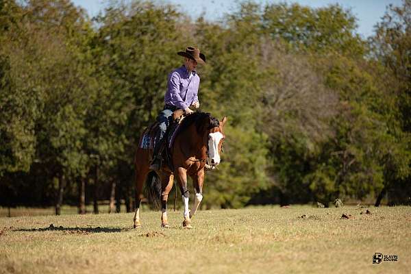 show-quarter-horse