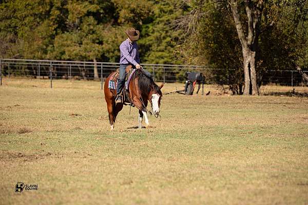 trail-riding-quarter-horse