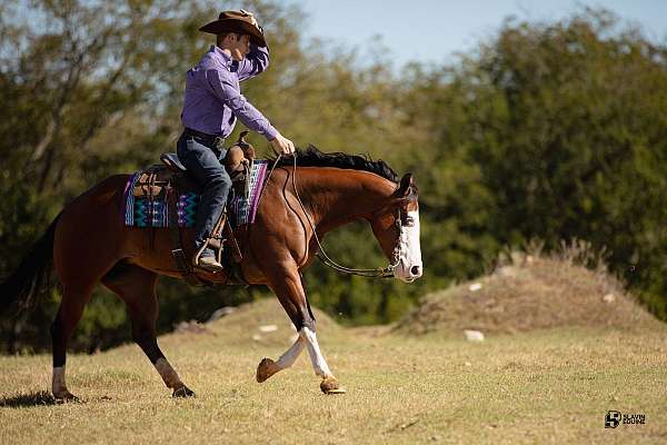 western-riding-quarter-horse