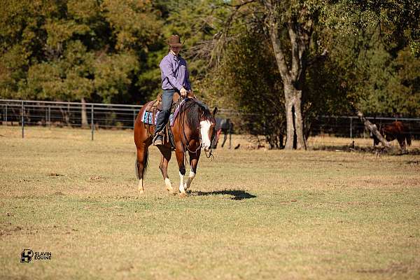 working-cow-quarter-horse