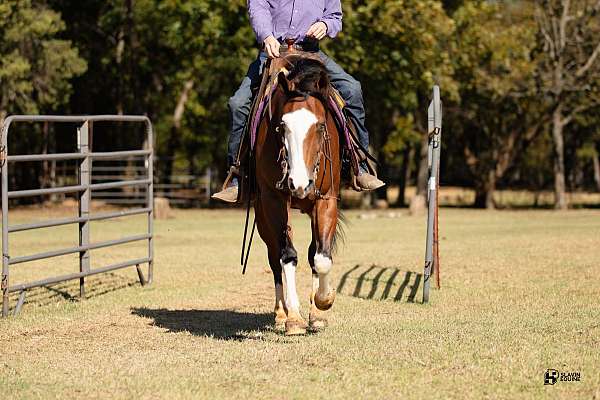 working-cattle-quarter-horse