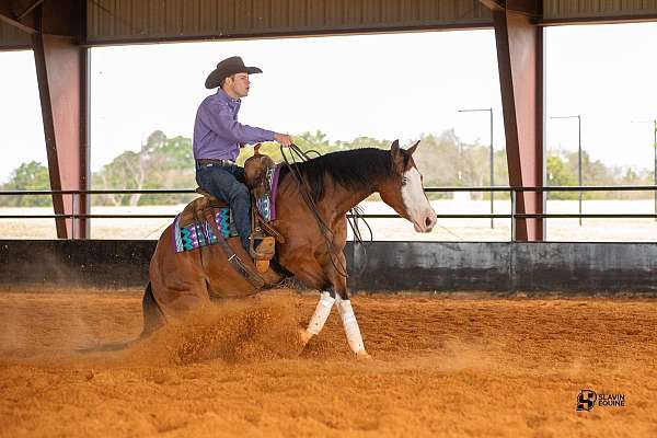 bay-quarter-horse-mare