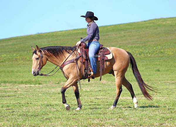 performance-quarter-horse