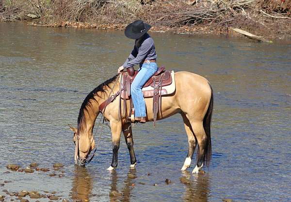 show-quarter-horse