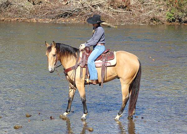 trail-quarter-horse