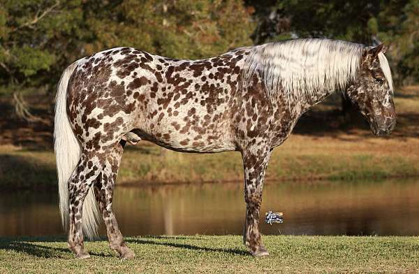 athletic-appaloosa-pony