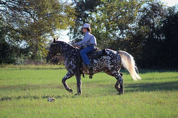 all-around-appaloosa-pony