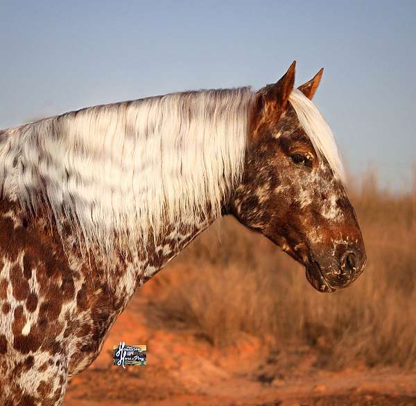 calf-roping-appaloosa-pony