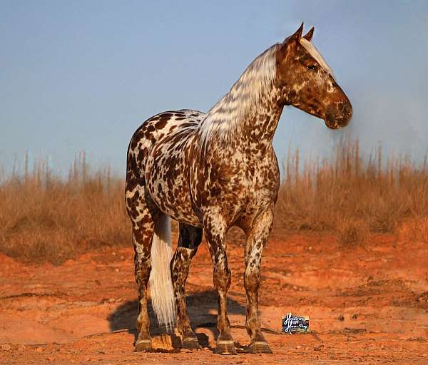 flashy-appaloosa-pony