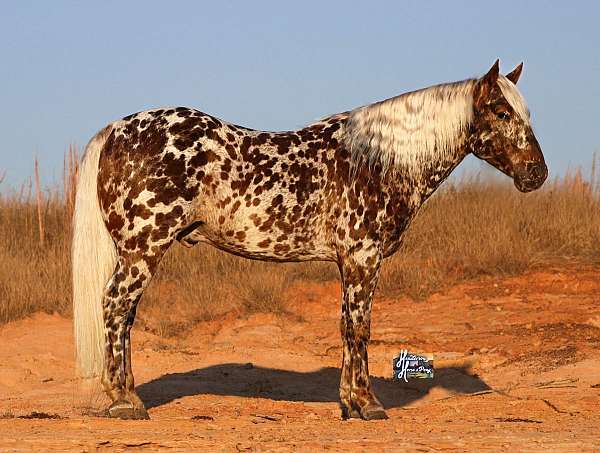 heel-appaloosa-pony