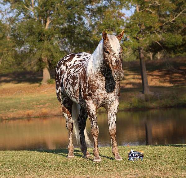 husband-safe-appaloosa-pony