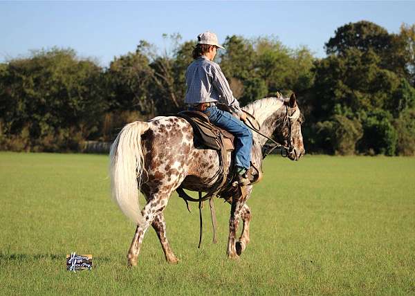 performance-appaloosa-pony