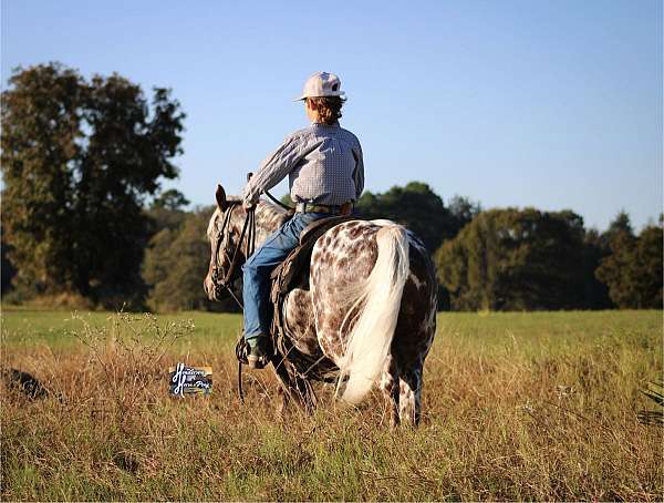 ranch-versatility-appaloosa-pony