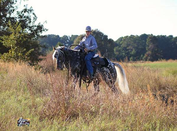 ranch-work-appaloosa-pony