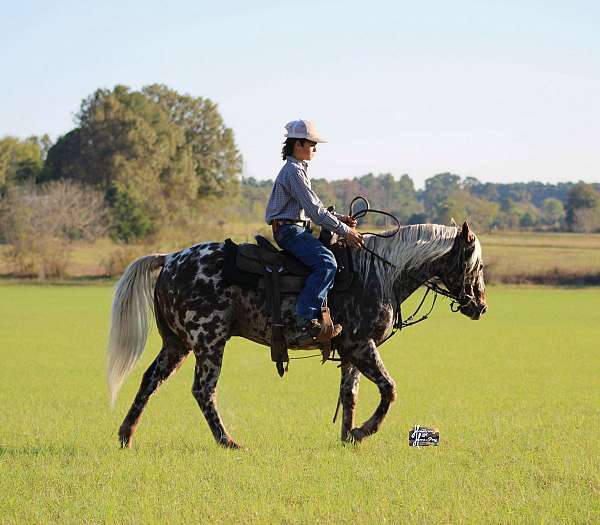 roping-appaloosa-pony