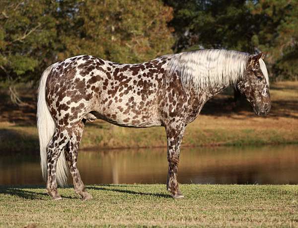 show-appaloosa-pony