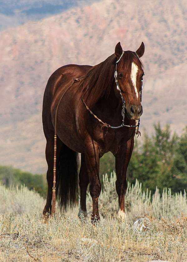 calf-roping-quarter-horse