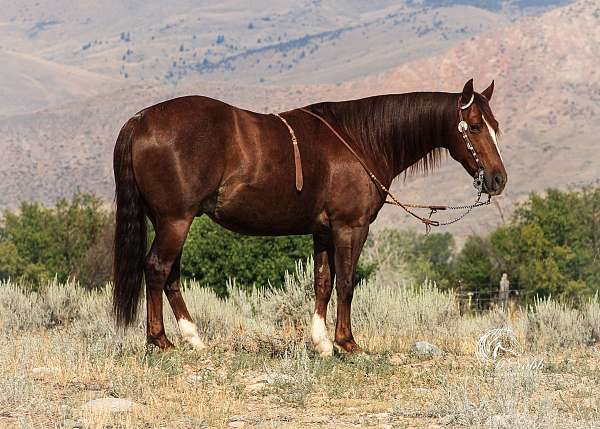 athletic-quarter-horse