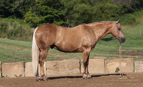 athletic-quarter-horse