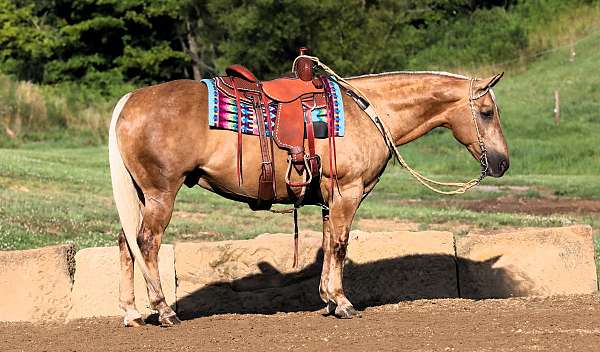 husband-safe-quarter-horse