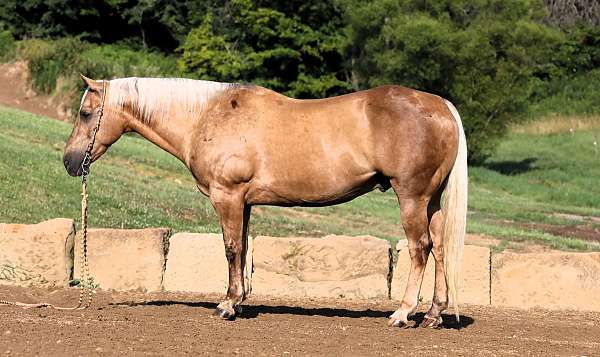 ranch-versatility-quarter-horse