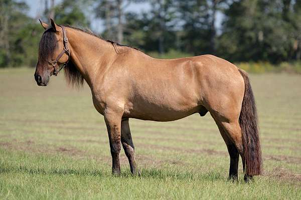 athletic-friesian-horse