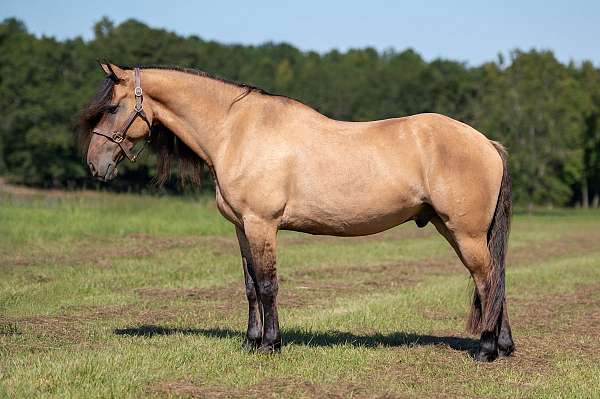 all-around-friesian-horse