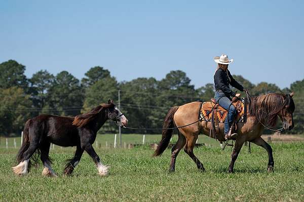 cross-friesian-horse